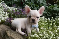 Tank , a male French Bulldog and Pug for sale in Millersburg, OH – 4 of 5