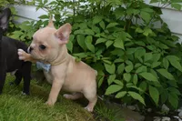 Pirate , a male French Bulldog for sale in Millersburg, OH – 6 of 6