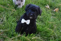 Snoopy , a female French Bulldog and Poodle - Toy  for sale in Millersburg, OH – 3 of 5