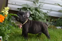 Precious , a female French Bulldog for sale in Millersburg, OH – 4 of 5