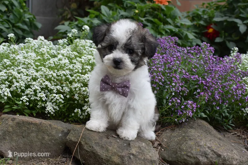 Ladybug  – Bichpoo puppy for sale in Millersburg, OH