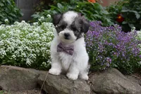 Ladybug , a female Bichpoo for sale in Millersburg, OH – 1 of 5