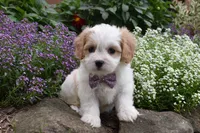 Twilight , a female Cavachon for sale in Millersburg, OH – 1 of 5