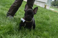 Sarge , a male French Bulldog for sale in Millersburg, OH – 4 of 5
