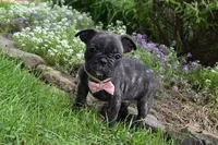 Mia , a female French Bulldog and Pug for sale in Millersburg, OH – 3 of 6