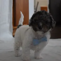 Nicholas, a male Poodle - Toy  and Cavachon for sale in Millersburg, OH – Photo 3 of 5