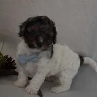 Nicholas, a male Poodle - Toy  and Cavachon for sale in Millersburg, OH – Photo 2 of 5