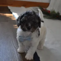 Nicholas, a male Poodle - Toy  and Cavachon for sale in Millersburg, OH – Photo 4 of 5