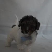 Nicholas, a male Poodle - Toy  and Cavachon for sale in Millersburg, OH – Photo 5 of 5