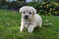 Snuggles, a female French Bulldog and Poodle - Toy  for sale in Millersburg, OH – 3 of 5