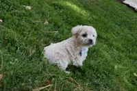 Snuggles, a female French Bulldog and Poodle - Toy  for sale in Millersburg, OH – 5 of 5