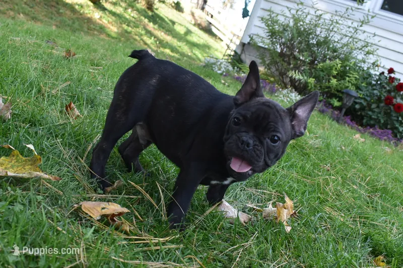 Sarge  – French Bulldog puppy for sale in Millersburg, OH