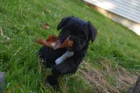 Snoopy , a female French Bulldog and Poodle - Toy  for sale in Millersburg, OH – 4 of 5