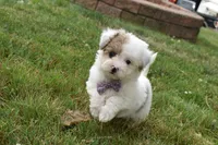 Lucky , a female Bichpoo for sale in Millersburg, OH – 3 of 5