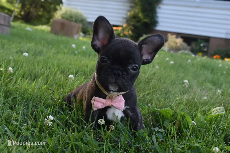 Sophia  – French Bulldog puppy for sale in Millersburg, OH