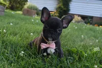 Sophia , a female French Bulldog for sale in Millersburg, OH – 1 of 1