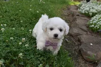 Theresa, a female Cavachon for sale in Millersburg, OH – 2 of 7