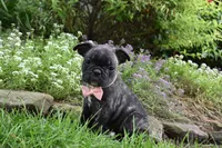 Mia , a female French Bulldog and Pug for sale in Millersburg, OH – 5 of 6