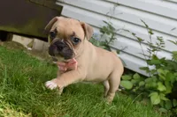 LIlly, a female French Bulldog and Pug for sale in Millersburg, OH – 4 of 5