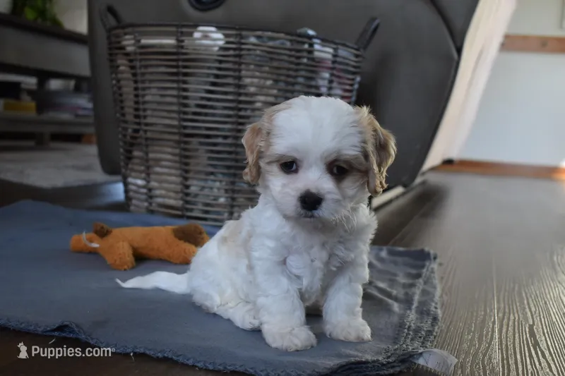 Barbie  – Cavachon puppy for sale in Millersburg, OH