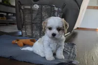 Barbie , a female Cavachon for sale in Millersburg, OH – Photo 1 of 5