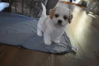 Barbie , a female Cavachon for sale in Millersburg, OH – Photo 3 of 5