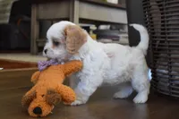 Barbie , a female Cavachon for sale in Millersburg, OH – Photo 5 of 5
