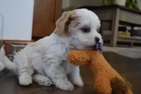 Barbie , a female Cavachon for sale in Millersburg, OH – Photo 4 of 5