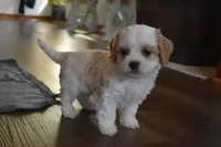 Barbie , a female Cavachon for sale in Millersburg, OH – Photo 2 of 5