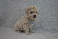 Teddy , a male Poodle - Toy  for sale in Millersburg, OH – Photo 3 of 4