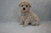 Teddy , a male Poodle - Toy  for sale in Millersburg, OH – Photo 1 of 4