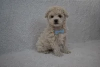 Teddy , a male Poodle - Toy  for sale in Millersburg, OH – Photo 4 of 4