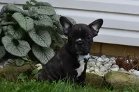 Fisher, a male French Bulldog for sale in Millersburg, OH – 2 of 6