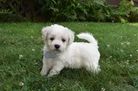 Tigger, a male Cavachon for sale in Millersburg, OH – 1 of 5