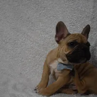 Vinny, a male French Bulldog for sale in Millersburg, OH – Photo 2 of 5
