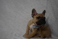 Vinny, a male French Bulldog for sale in Millersburg, OH – Photo 2 of 5