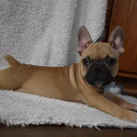 Vinny, a male French Bulldog for sale in Millersburg, OH – Photo 5 of 5