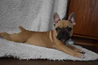Vinny, a male French Bulldog for sale in Millersburg, OH – Photo 5 of 5