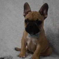 Vinny, a male French Bulldog for sale in Millersburg, OH – Photo 3 of 5