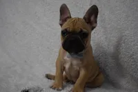 Vinny, a male French Bulldog for sale in Millersburg, OH – Photo 3 of 5