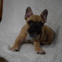 Vinny, a male French Bulldog for sale in Millersburg, OH – Photo 4 of 5