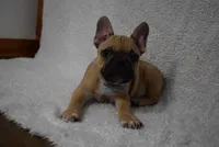 Vinny, a male French Bulldog for sale in Millersburg, OH – Photo 4 of 5