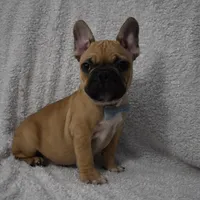 Vinny, a male French Bulldog for sale in Millersburg, OH – Photo 1 of 5