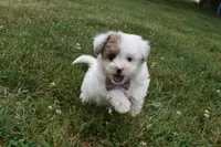 Lucky , a female Bichpoo for sale in Millersburg, OH – 4 of 5