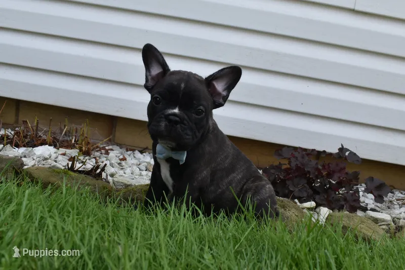 Fisher – French Bulldog puppy for sale in Millersburg, OH