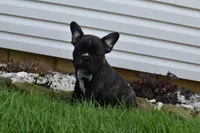 Fisher, a male French Bulldog for sale in Millersburg, OH – 1 of 6