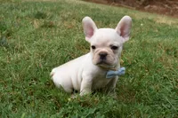 Tank , a male French Bulldog and Pug for sale in Millersburg, OH – 2 of 5