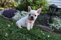 Tanya , a male French Bulldog and Pug for sale in Millersburg, OH – 2 of 4
