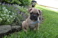 Mario , a male French Bulldog for sale in Millersburg, OH – 6 of 6