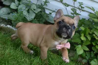 Lacy , a female French Bulldog and Pug for sale in Millersburg, OH – 2 of 5